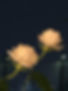 120333127_3497824106940611_6429801876184