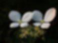 160293537_3961873457202338_4337757157668