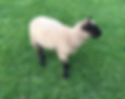 88240552_2926404904082537_34071091354250